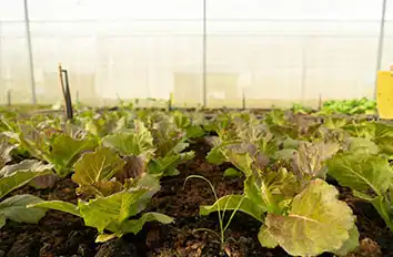 Organic Agriculture Enterprises